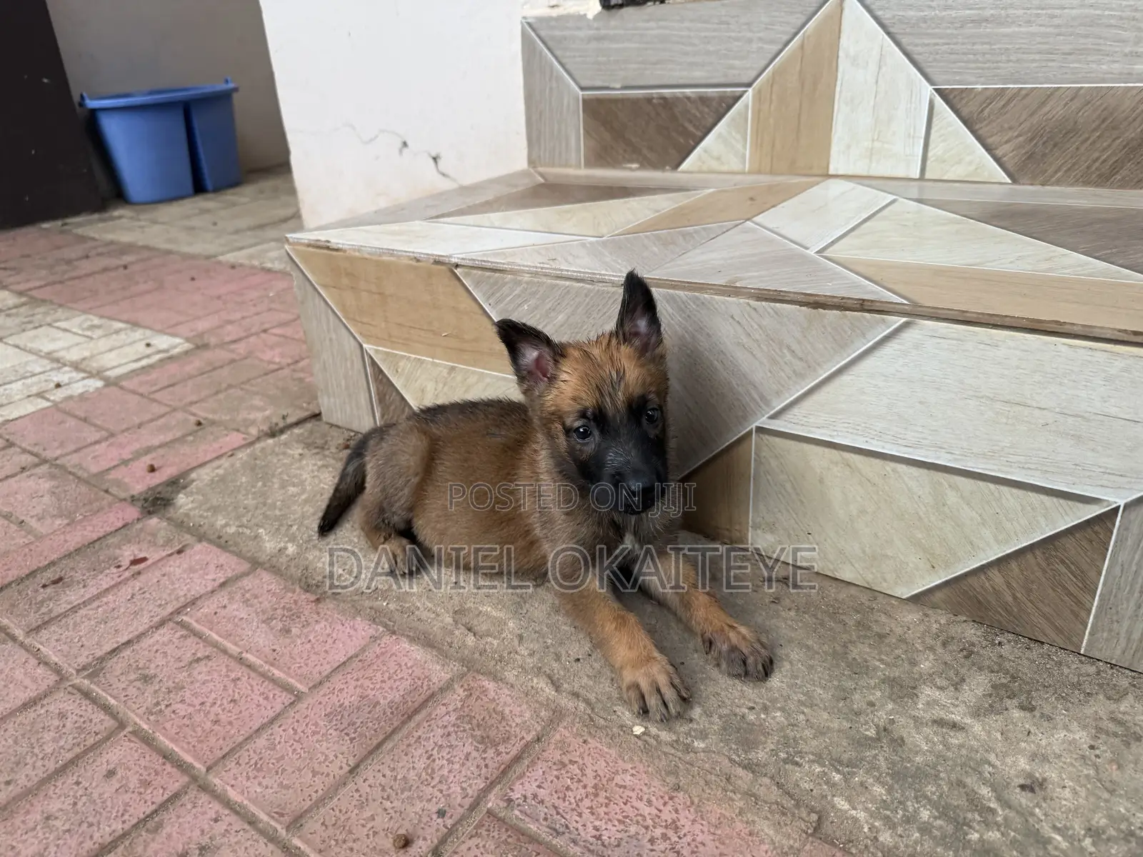 0-1 month Male Mixed Breed Dog