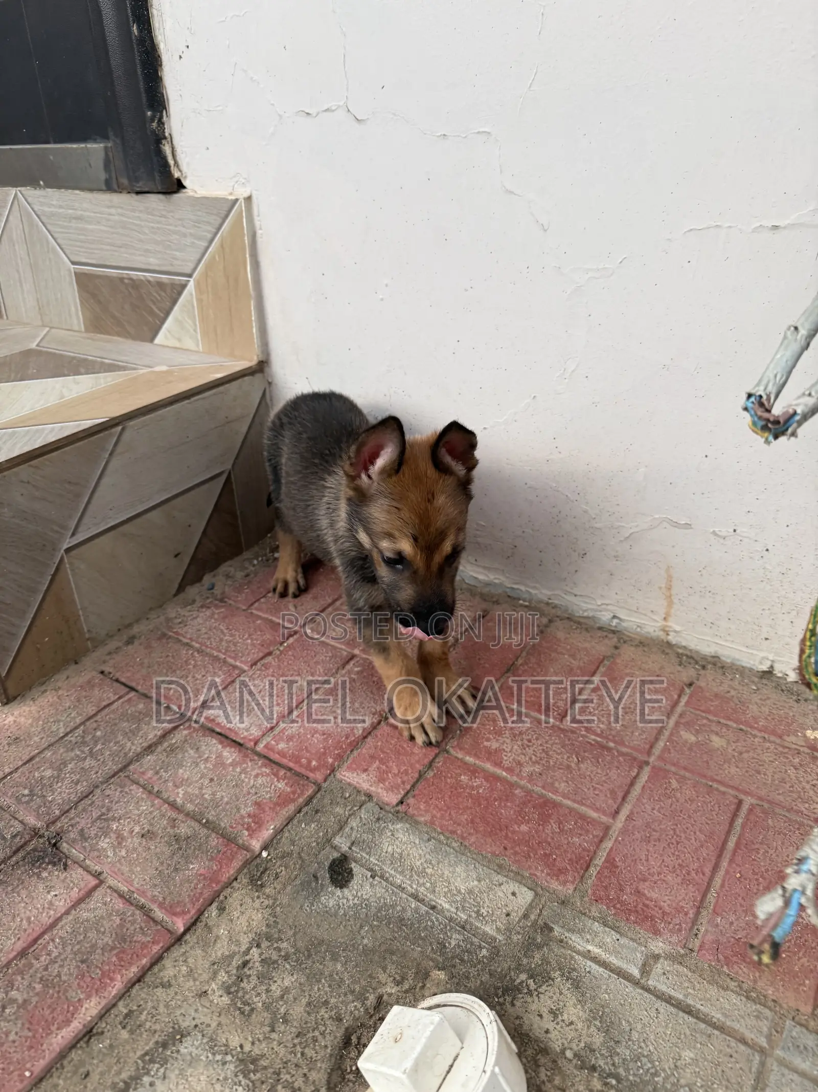 0-1 month Male Mixed Breed Dog