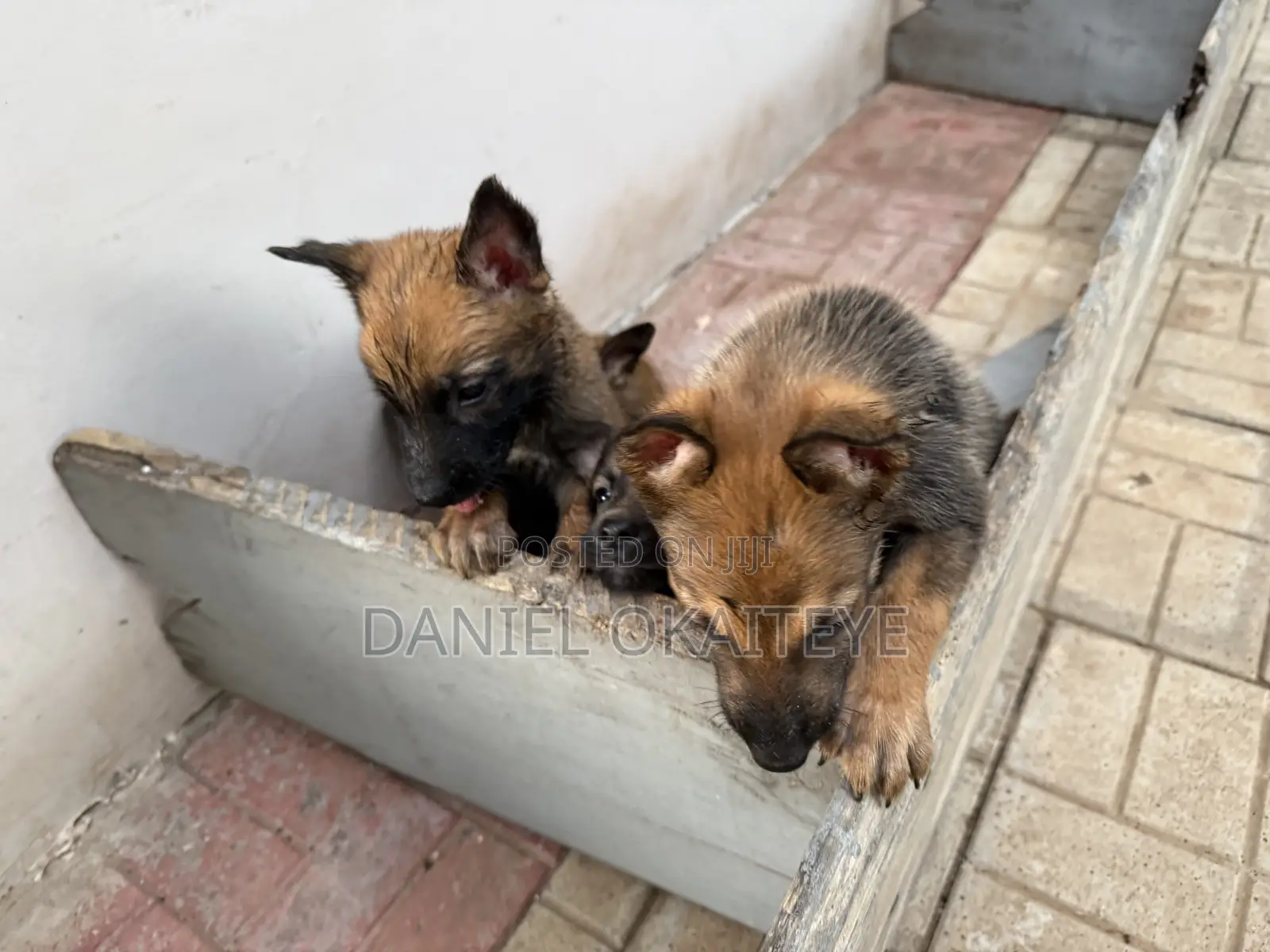 0-1 month Male Mixed Breed Dog
