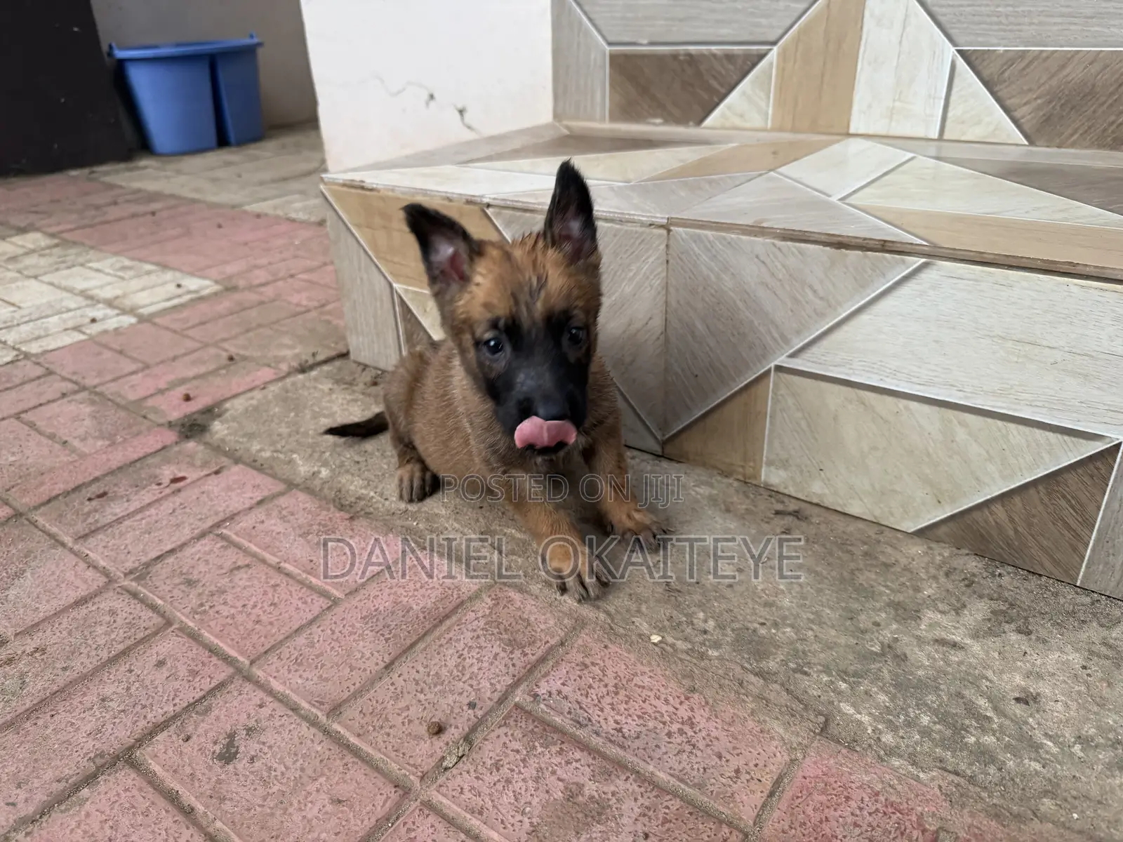 0-1 month Male Mixed Breed Dog