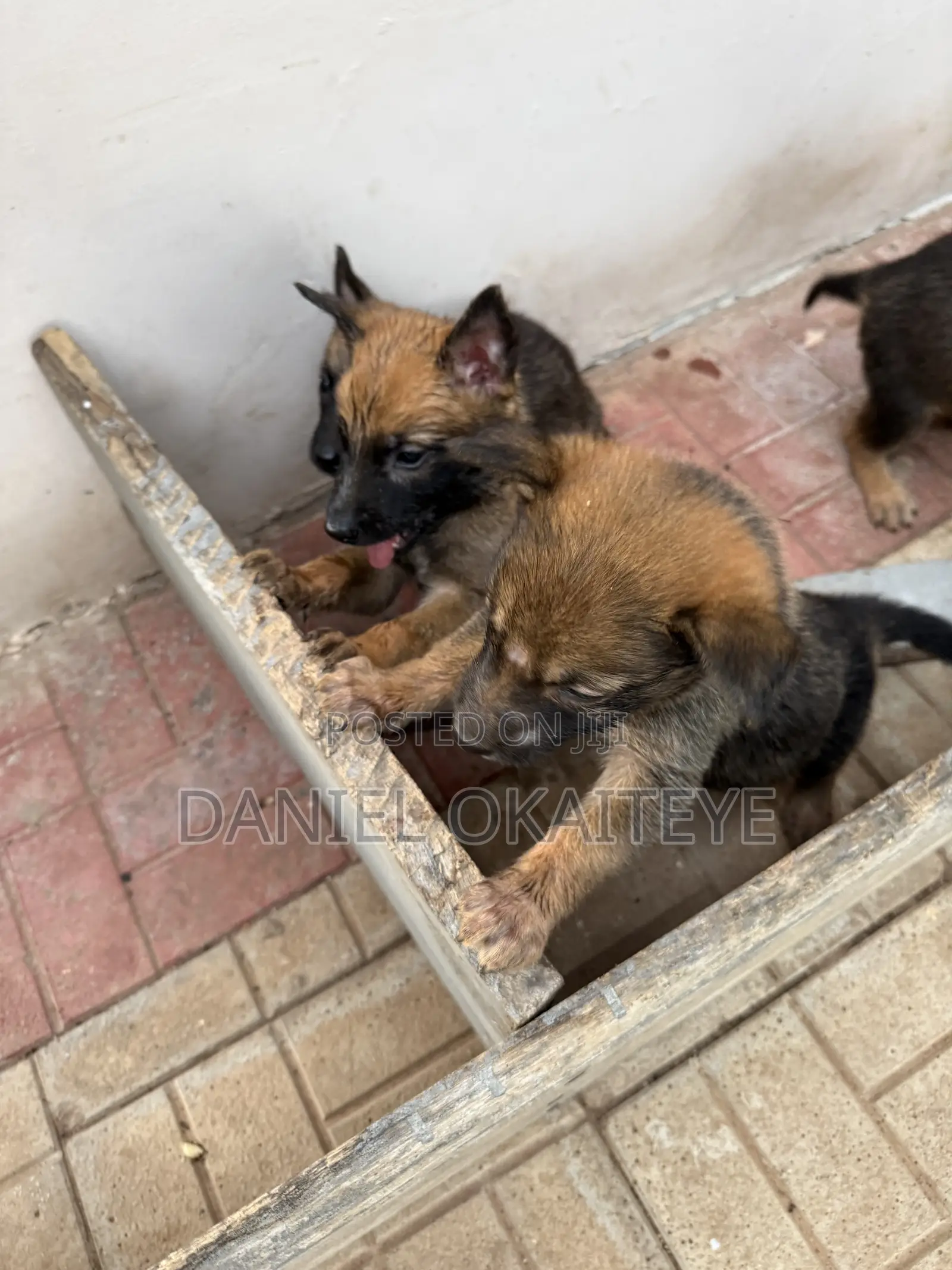 0-1 month Male Mixed Breed Dog