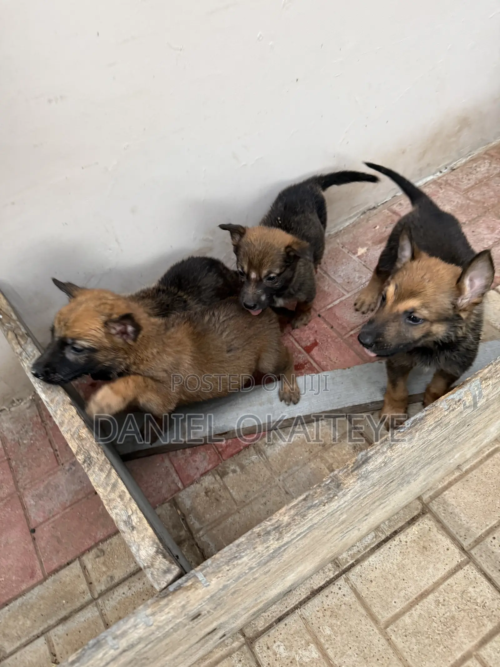 0-1 month Male Mixed Breed Dog