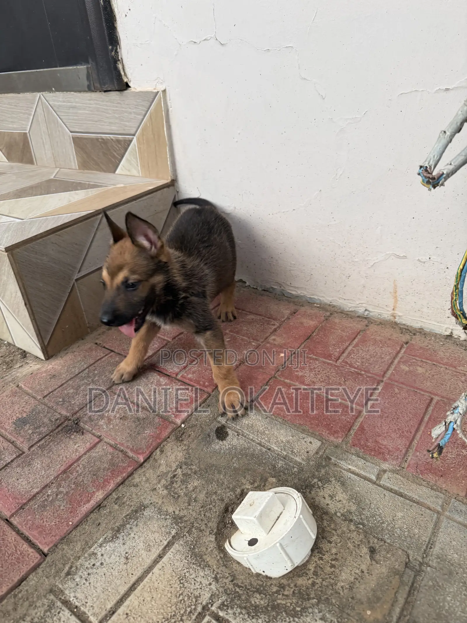 0-1 month Male Mixed Breed Dog