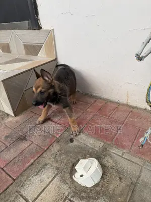 0-1 month Male Mixed Breed Dog
