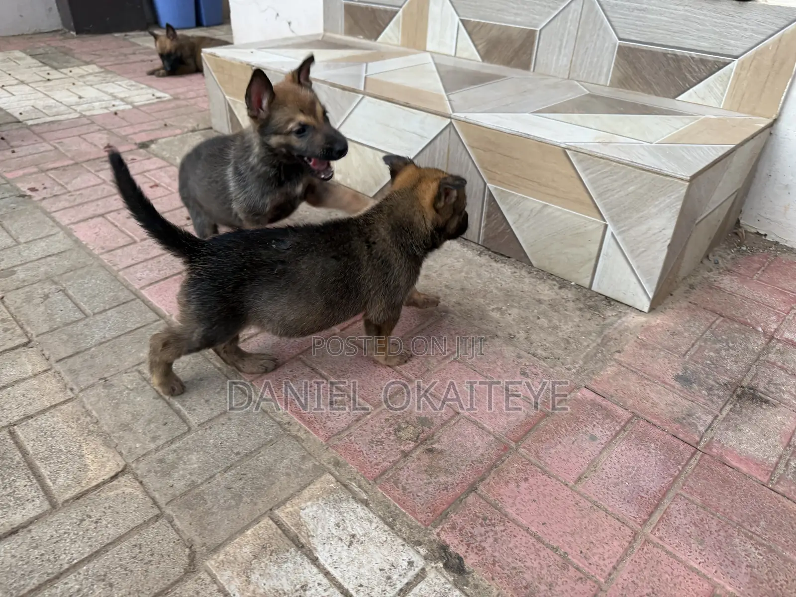 0-1 month Male Mixed Breed Dog