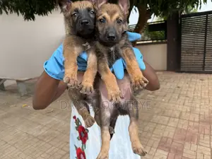 0-1 month Male Mixed Breed Dog