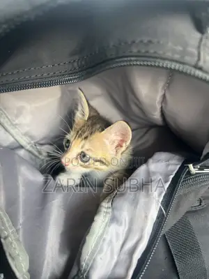 0-1 month Female Mixed Breed Maine Coon