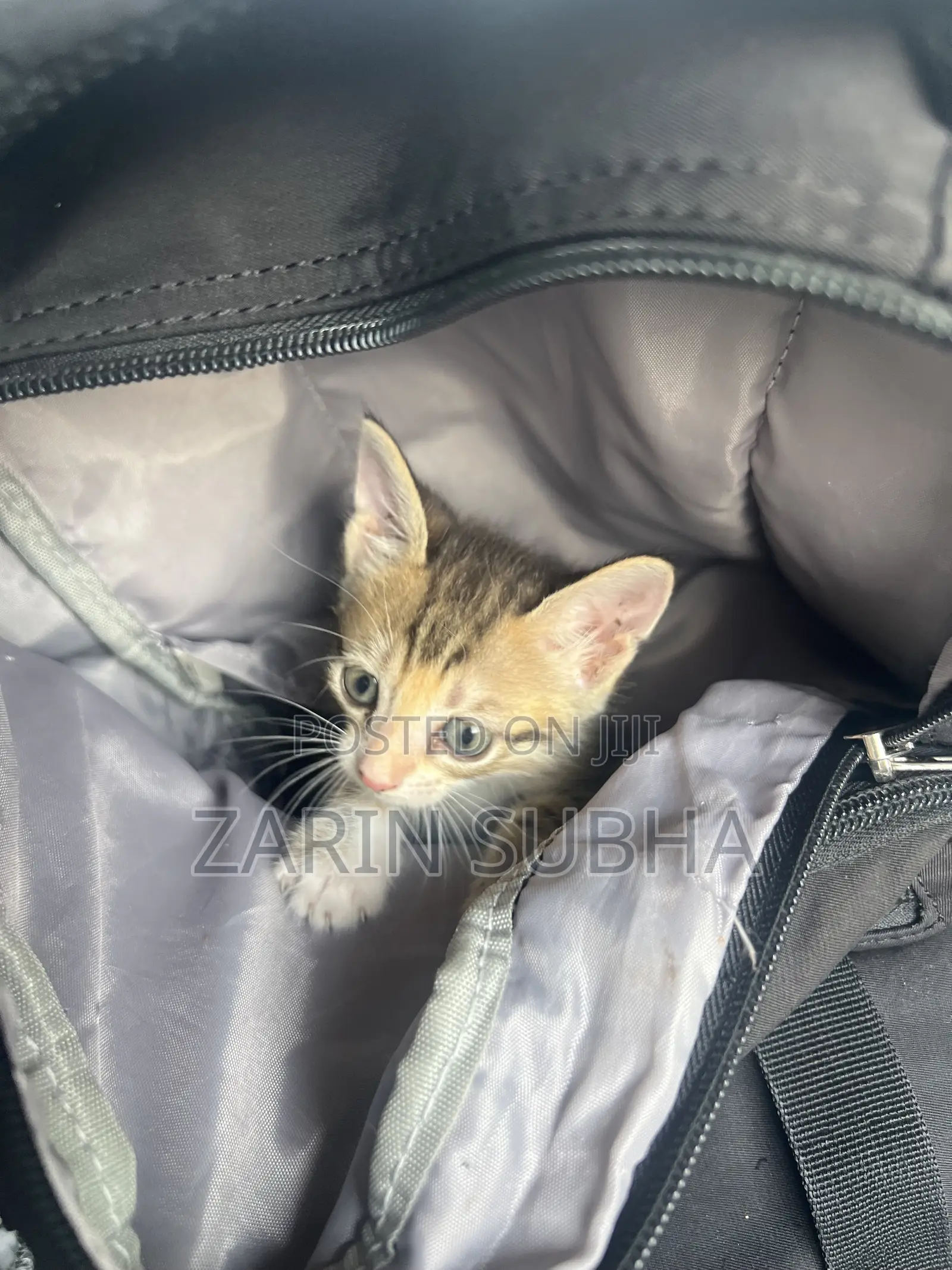 0-1 month Female Mixed Breed Maine Coon