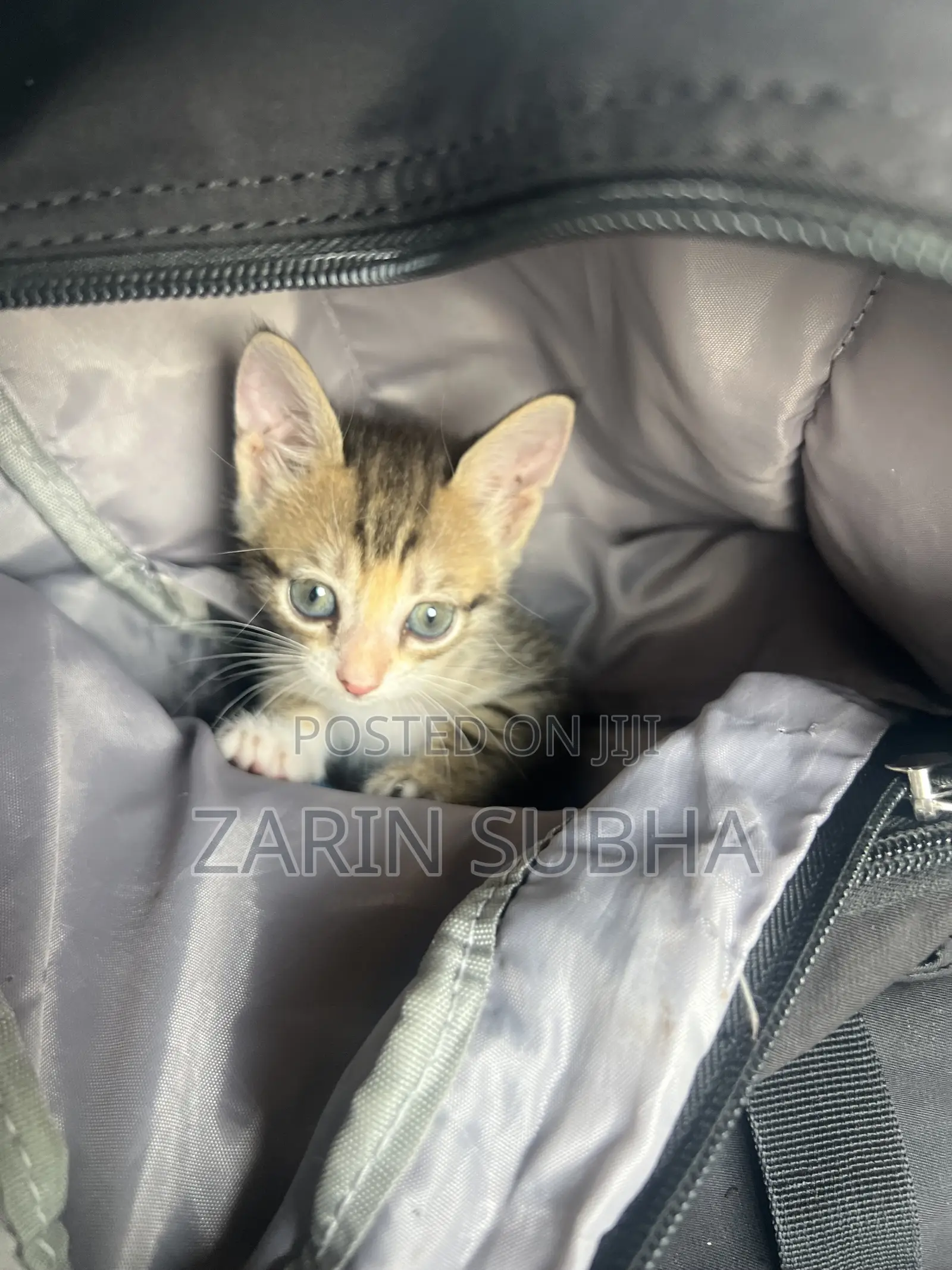 0-1 month Female Mixed Breed Maine Coon