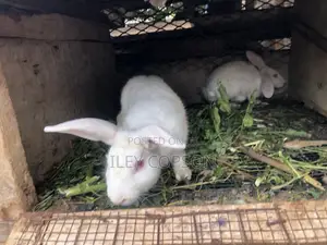 Local and Foreign Rabbits for Sale,healthy and Well Fed Breeds