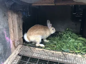 Local and Foreign Rabbits for Sale,healthy and Well Fed Breeds