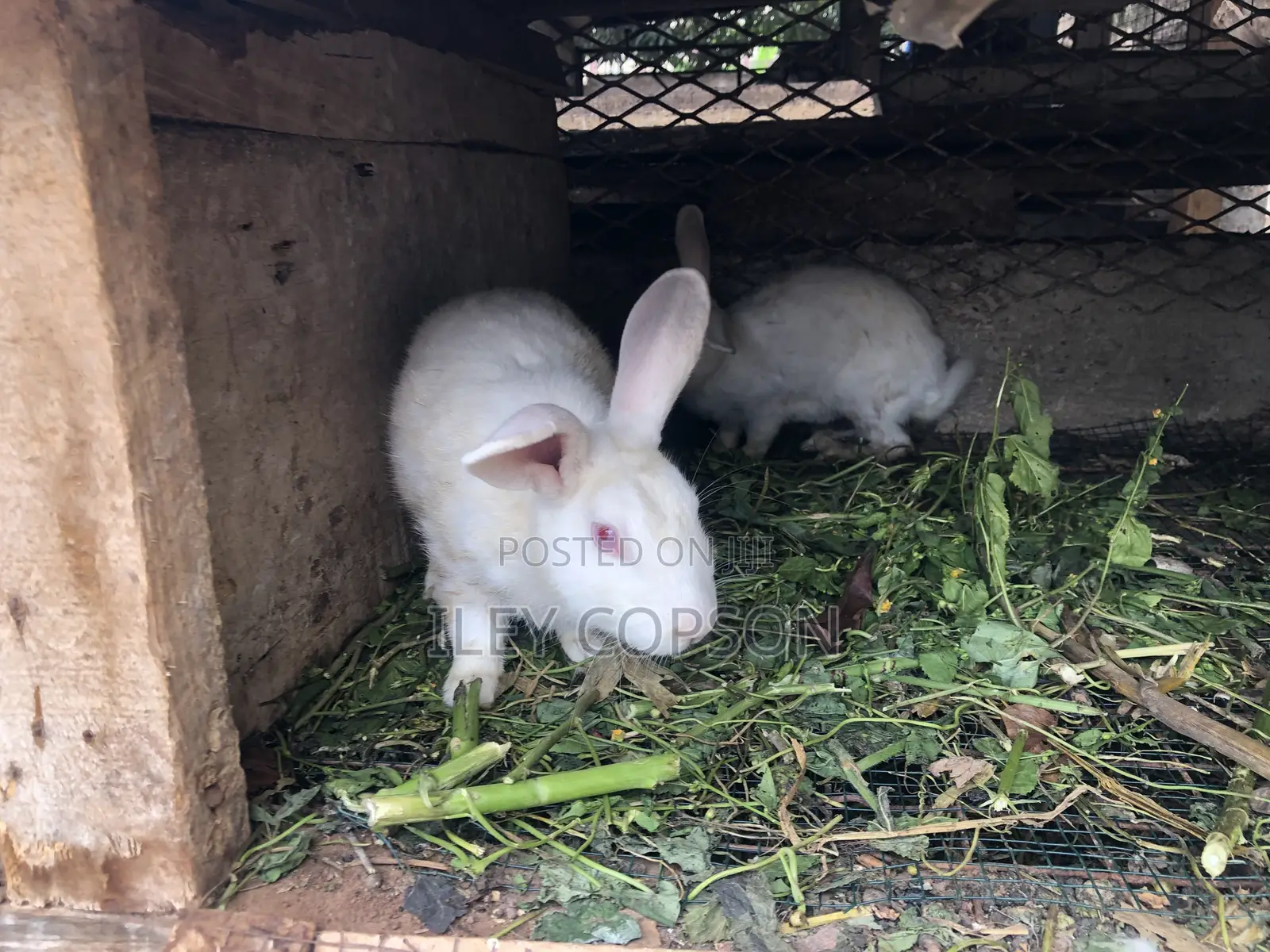 Local and Foreign Rabbits for Sale,healthy and Well Fed Breeds