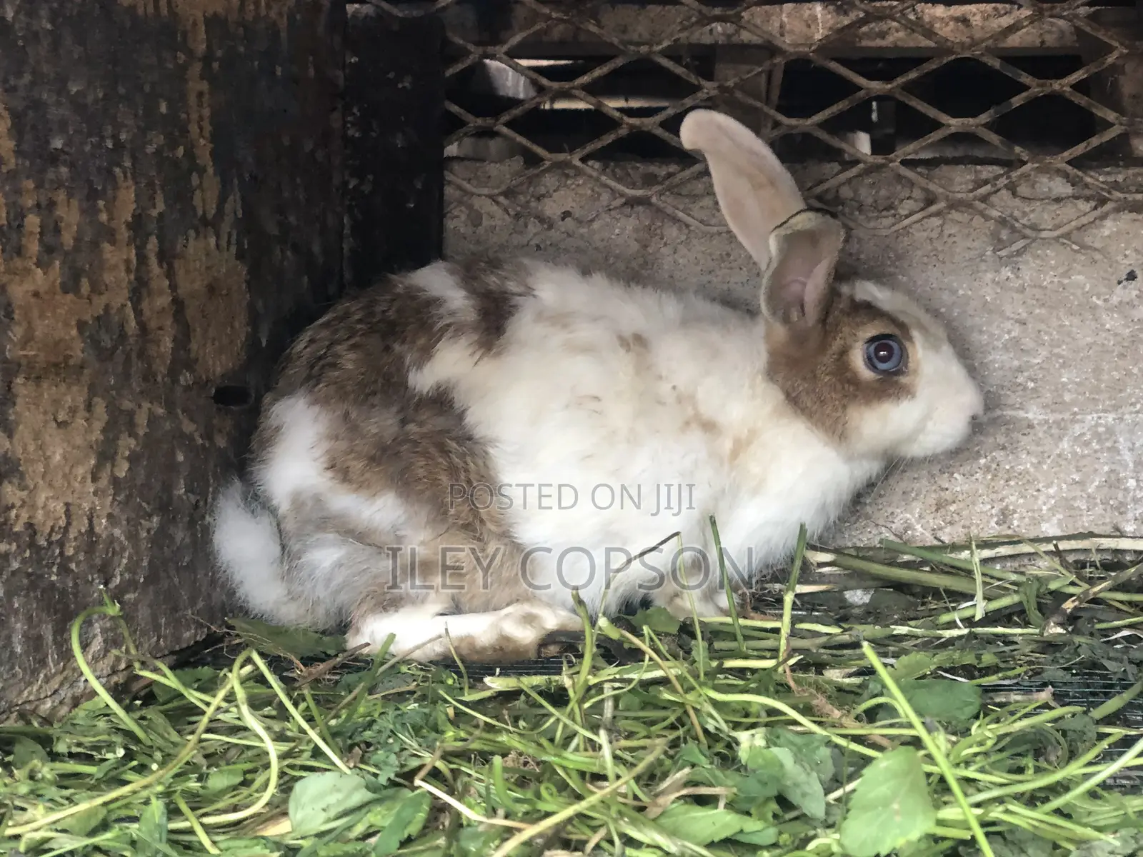 Local and Foreign Rabbits for Sale,healthy and Well Fed Breeds