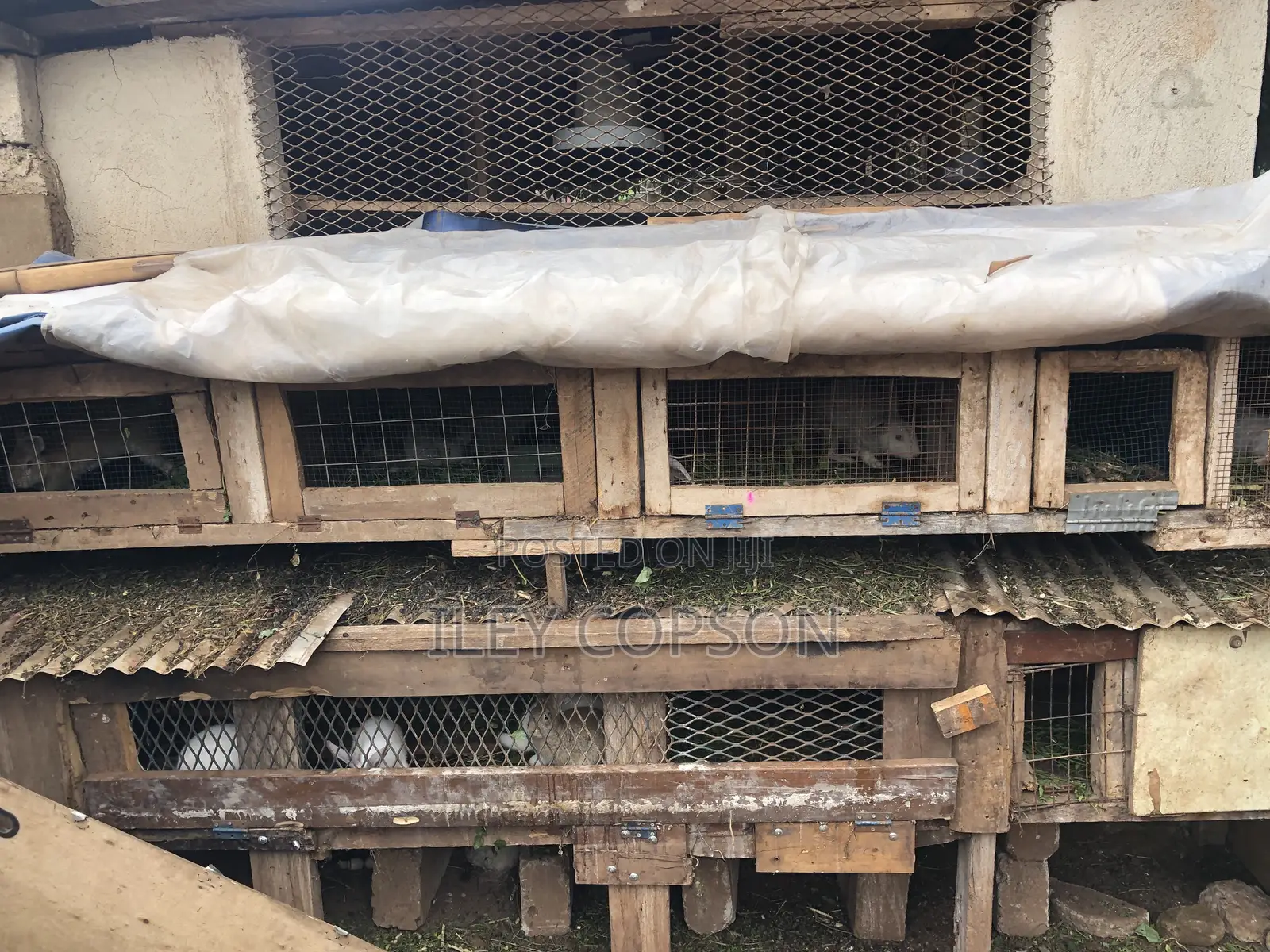 Local and Foreign Rabbits for Sale,healthy and Well Fed Breeds