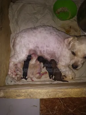 0-1 month Male Purebred Poodle