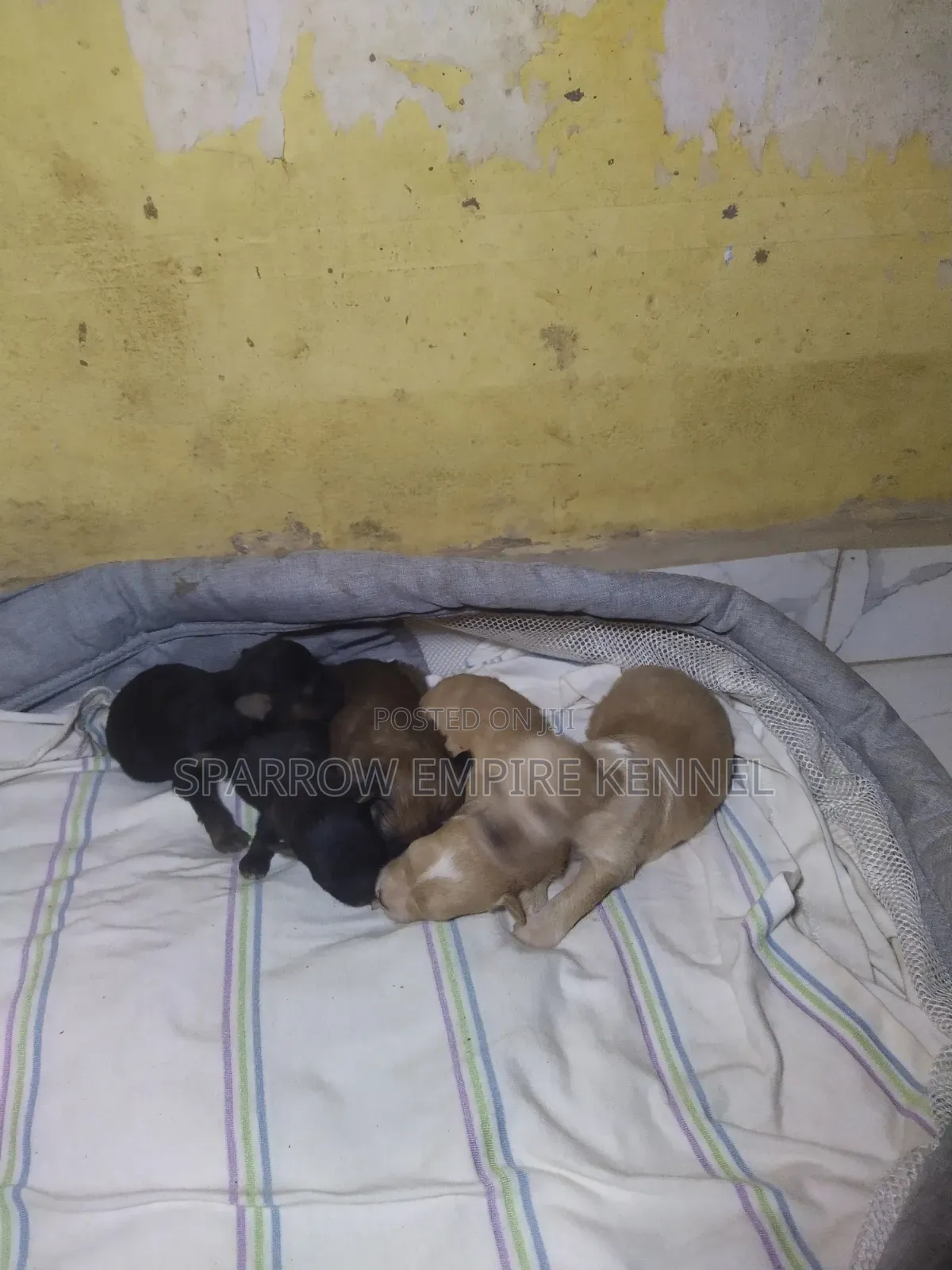 0-1 month Male Purebred Poodle