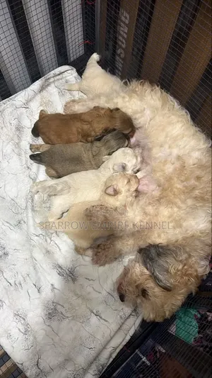 0-1 month Male Purebred Poodle