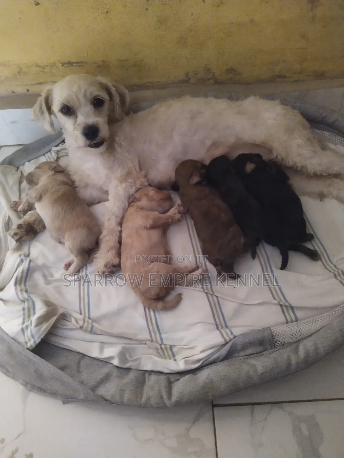 0-1 month Male Purebred Poodle