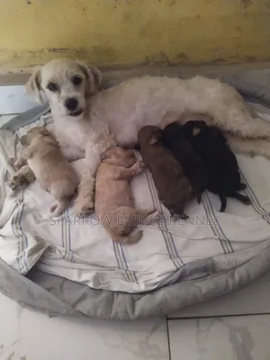 0-1 month Male Purebred Poodle