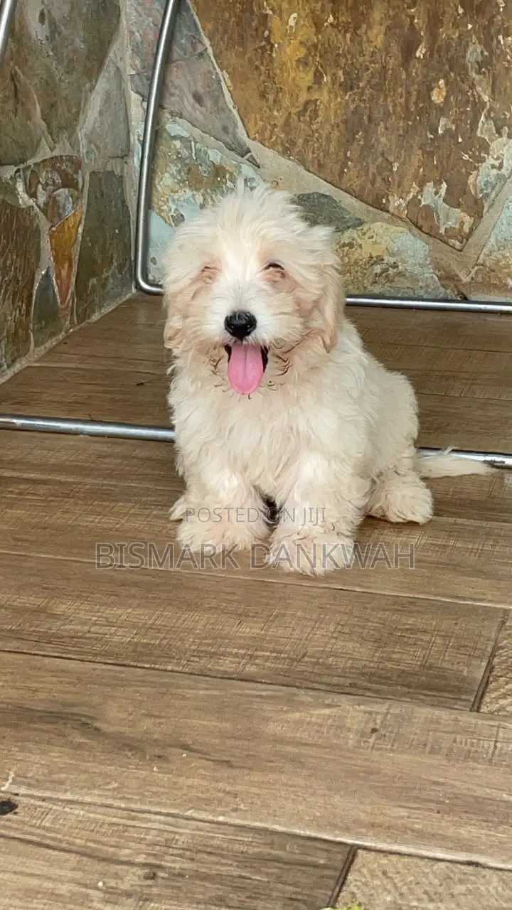 1-3 months Male Purebred Maltese Shih Tzu