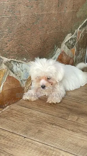 1-3 months Male Purebred Maltese Shih Tzu