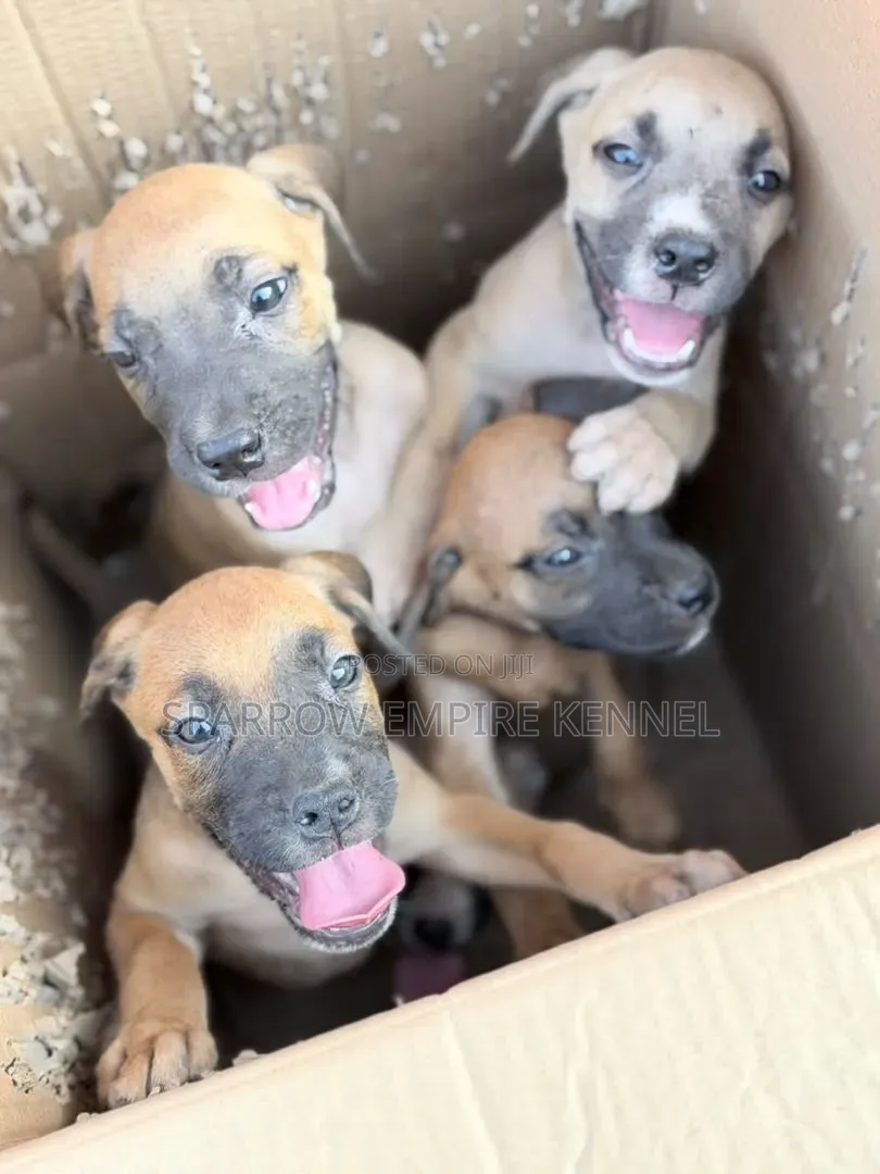 1-3 months Male Purebred Boerboel