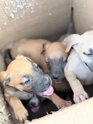 1-3 months Male Purebred Boerboel