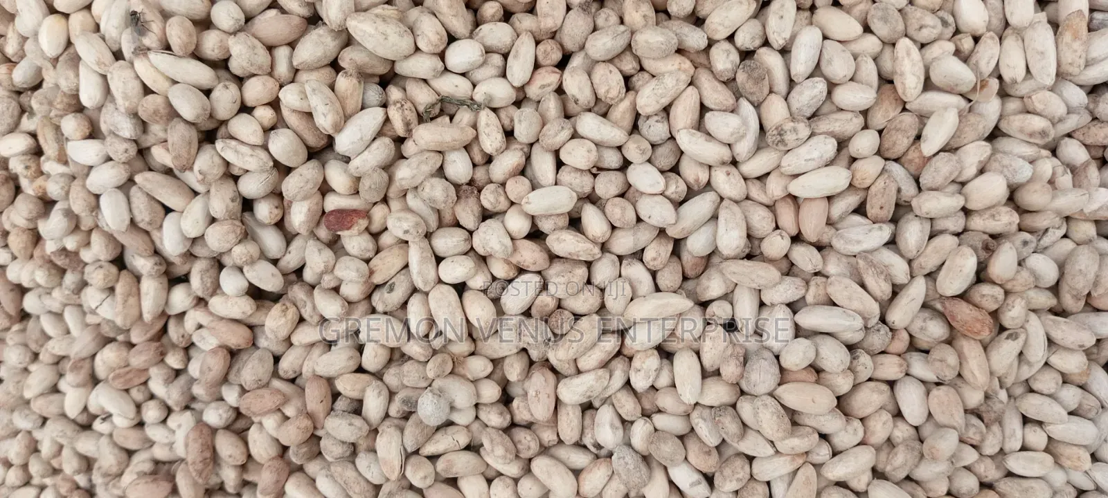Neem Seeds
