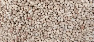 Neem Seeds