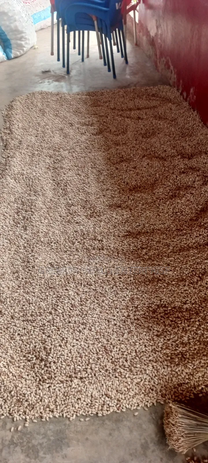 Neem Seeds