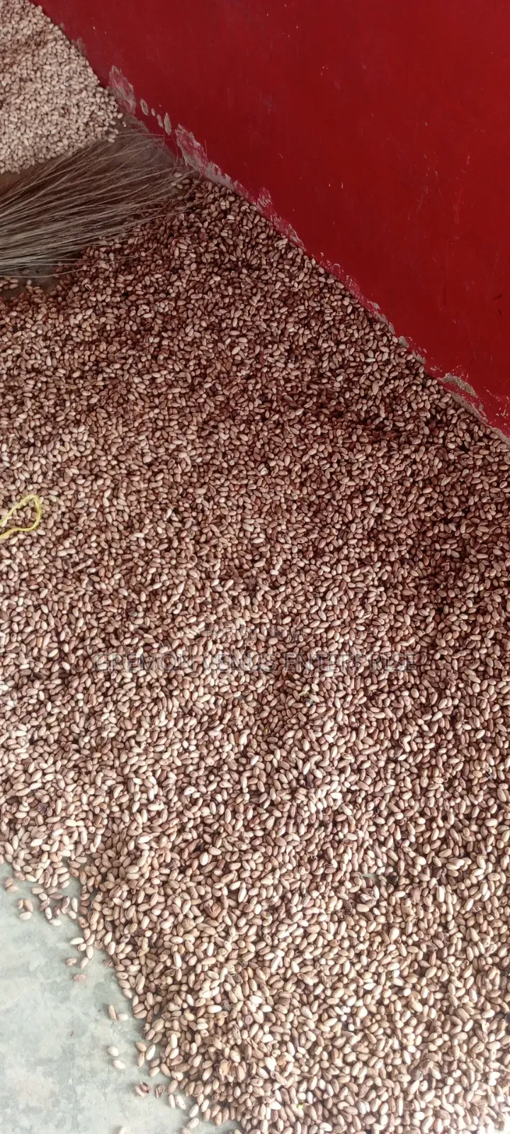 Neem Seeds