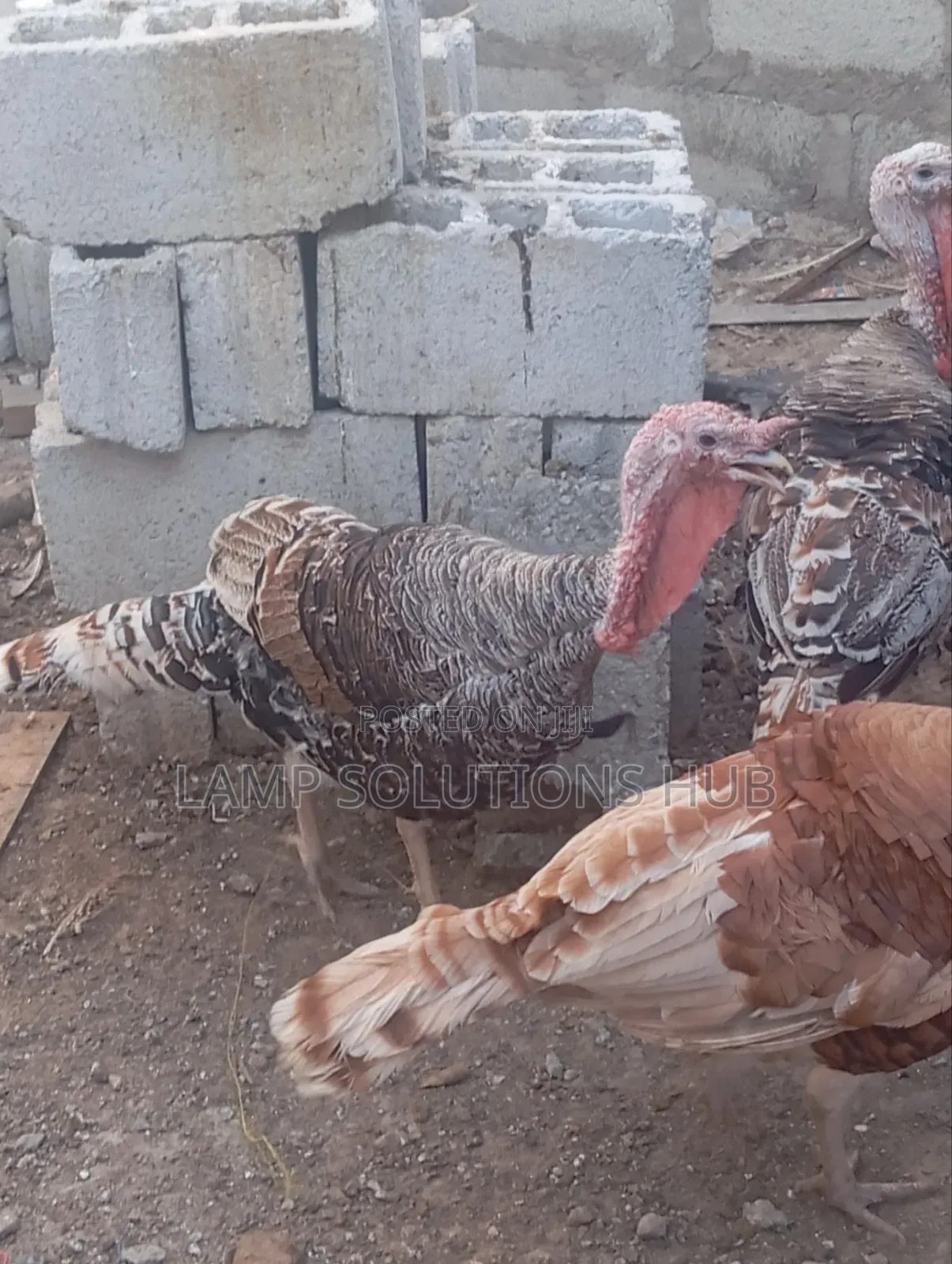 Fully Matured Male Turkey