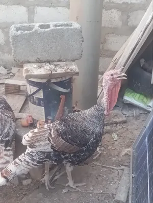 Fully Matured Male Turkey