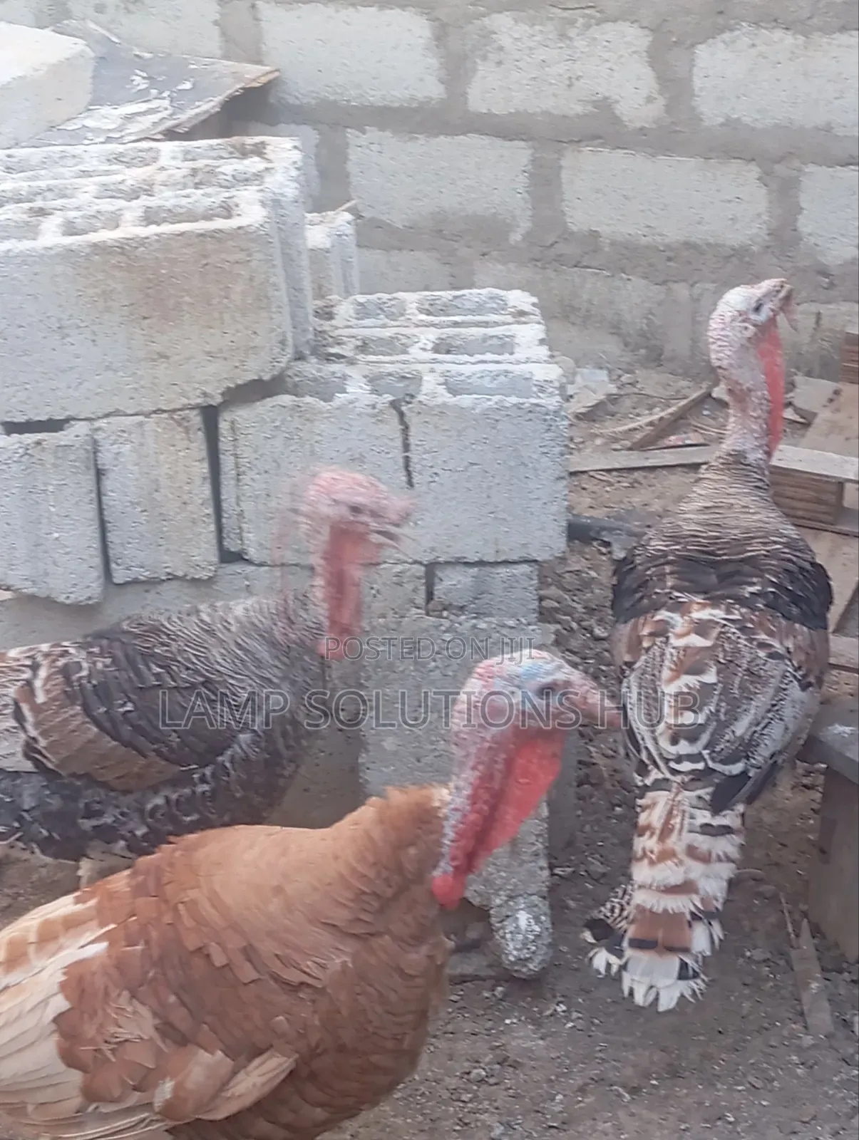 Fully Matured Male Turkey