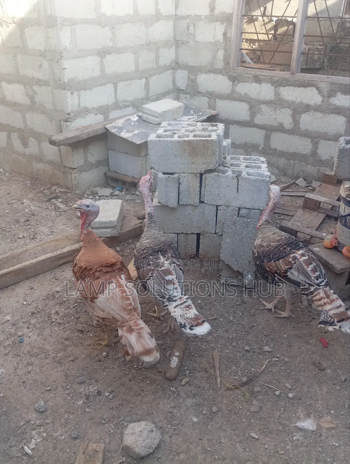 Fully Matured Male Turkey