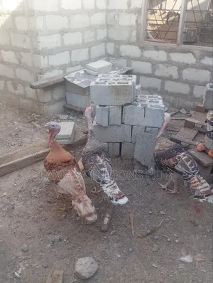 Fully Matured Male Turkey
