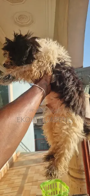 3-6 months Female Purebred Poodle