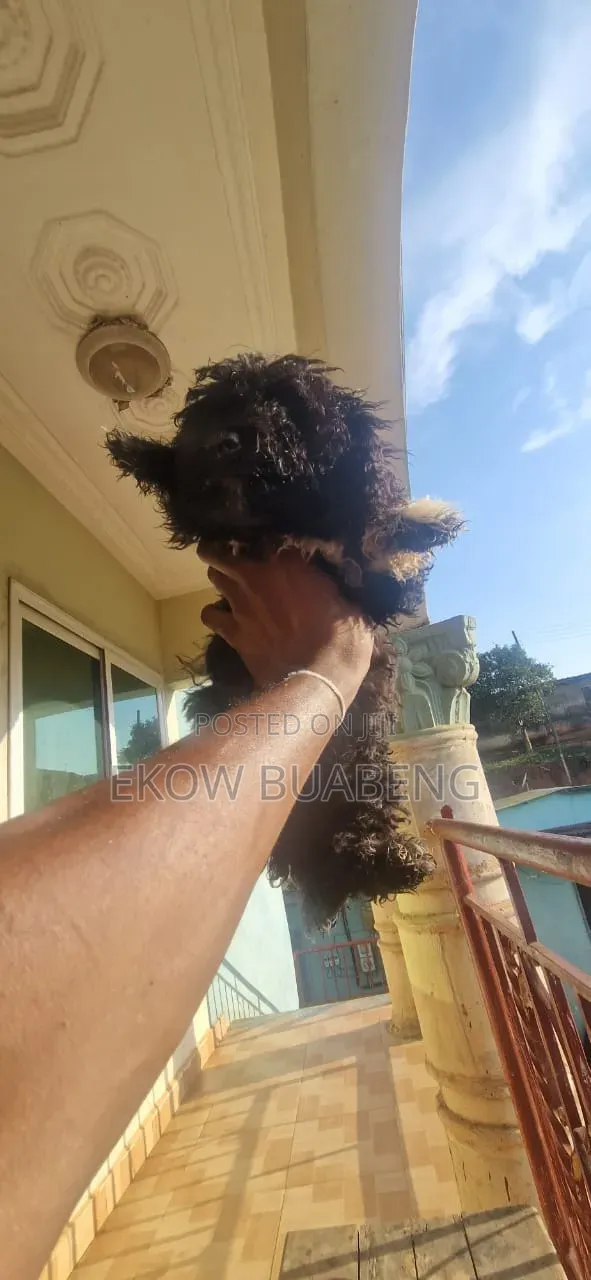 3-6 months Female Purebred Poodle
