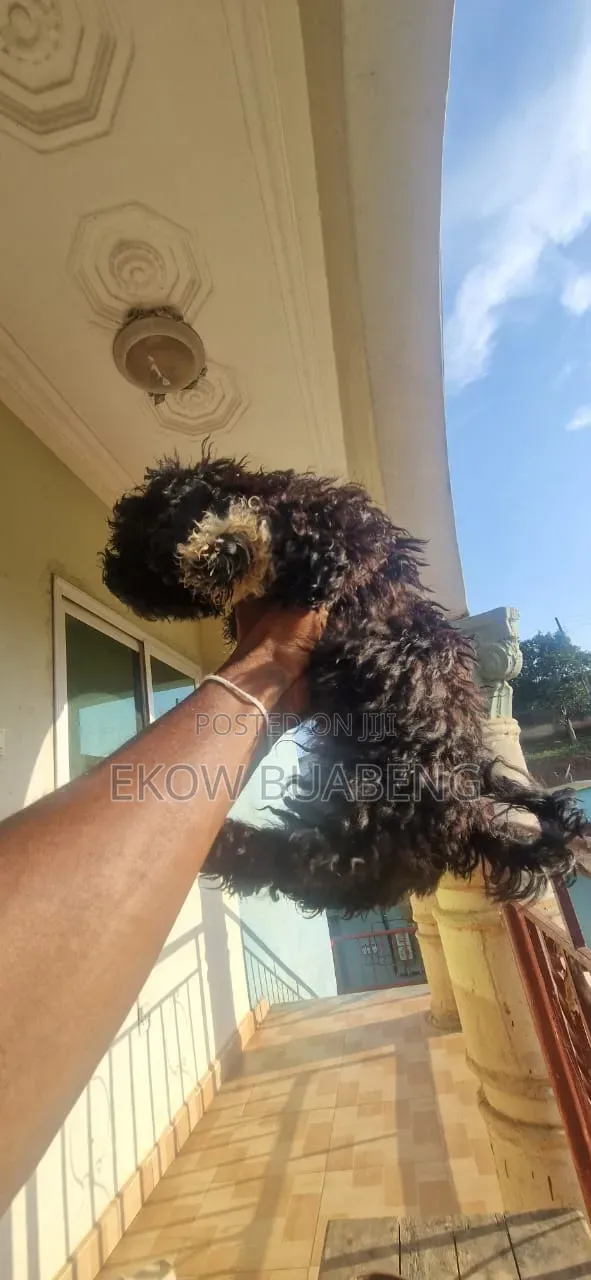 3-6 months Female Purebred Poodle