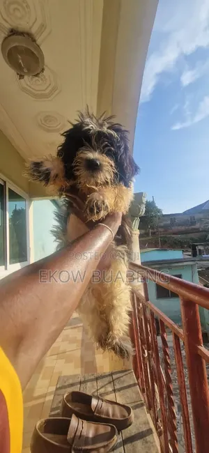 3-6 months Female Purebred Poodle