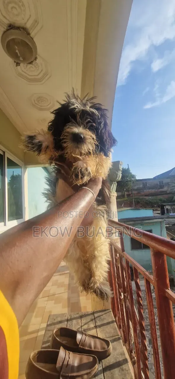 3-6 months Female Purebred Poodle