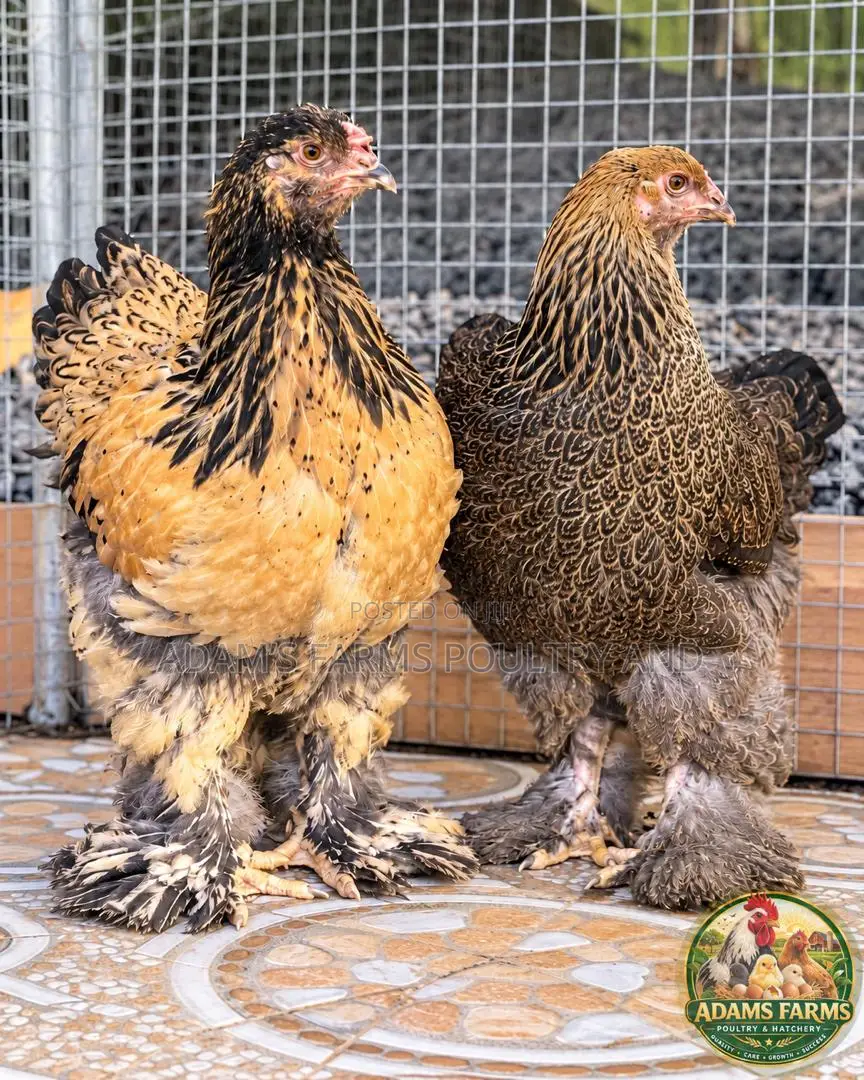 5 Months Old Brahma Females - Different Colors Available
