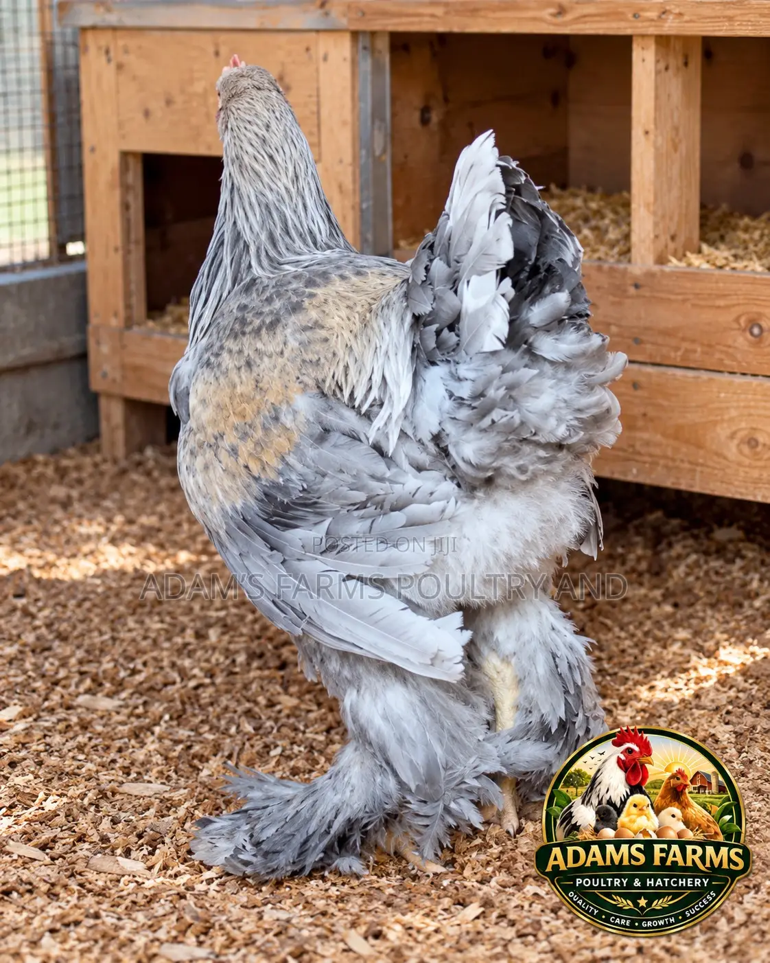 5-Month-Old Brahma Males – Different Colors Available