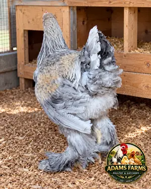 5-Month-Old Brahma Males – Different Colors Available