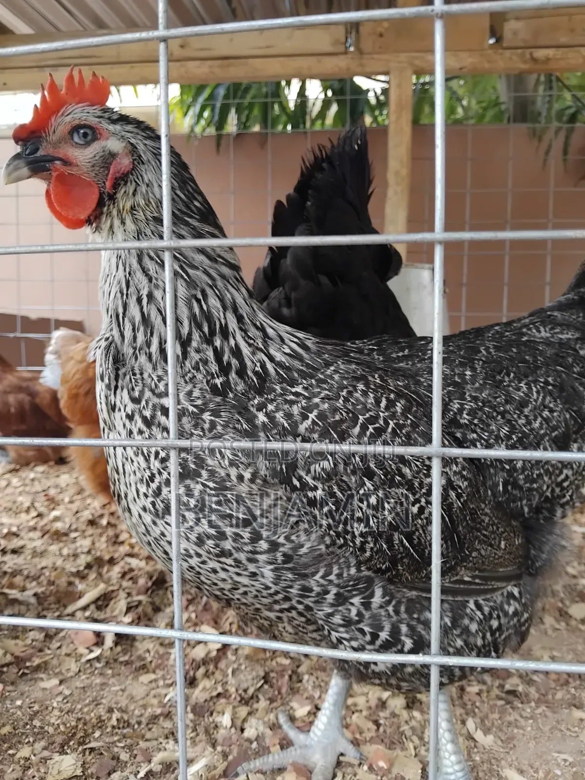 Sasso and Ducks for Sale