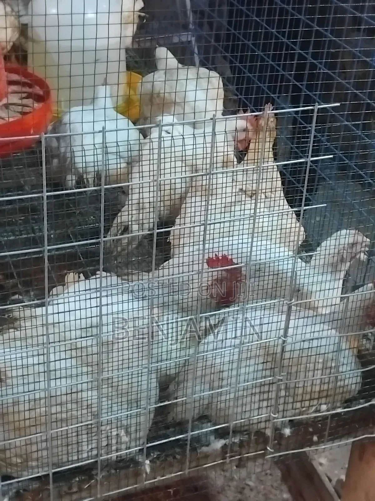 Sasso and Ducks for Sale