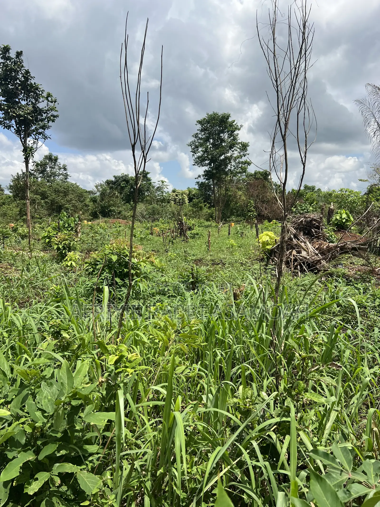 100 by 100 Feet Land for Sale at Kwanhoma Bedaase