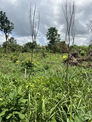 100 by 100 Feet Land for Sale at Kwanhoma Bedaase