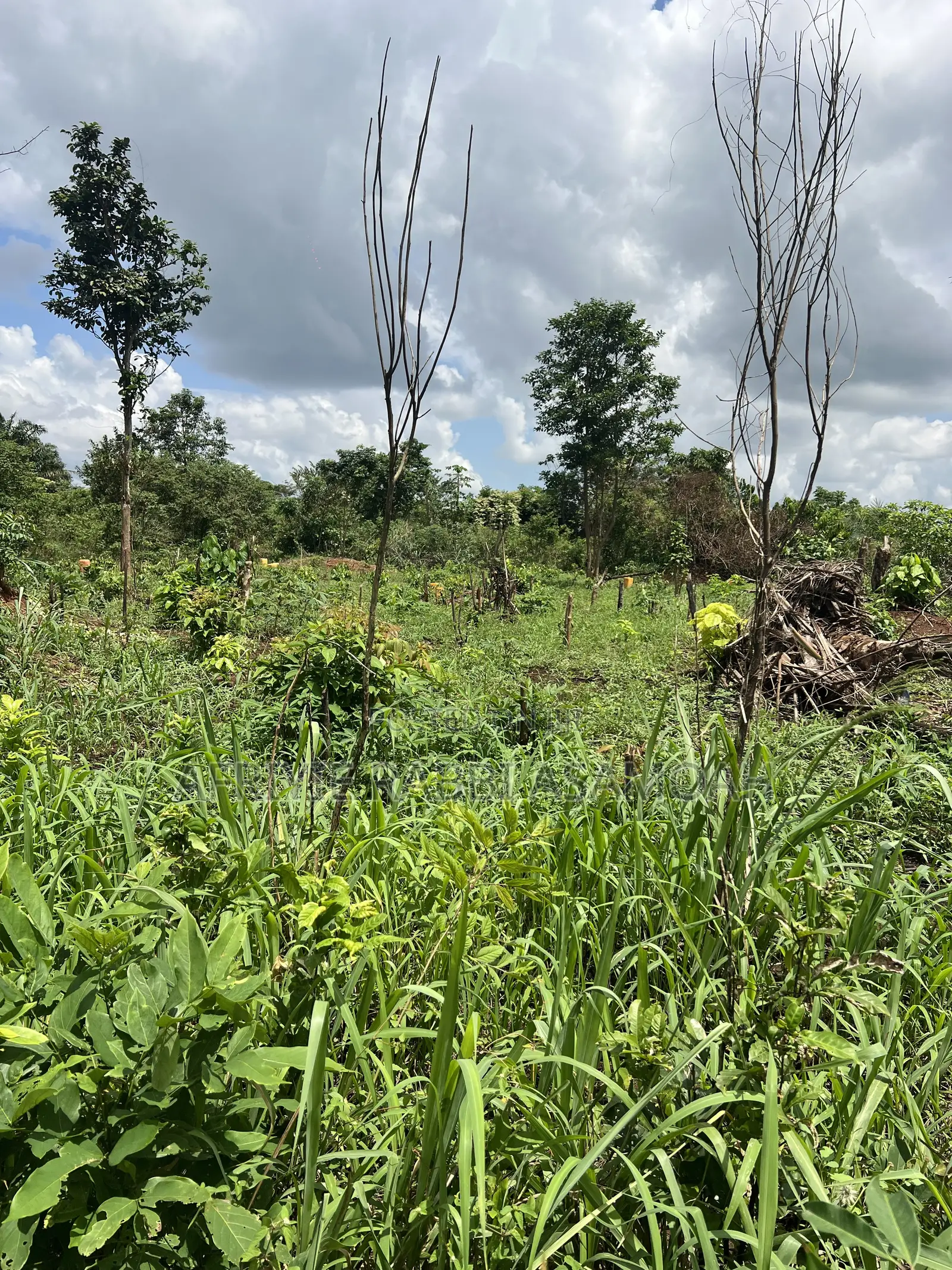 100 by 100 Feet Land for Sale at Kwanhoma Bedaase