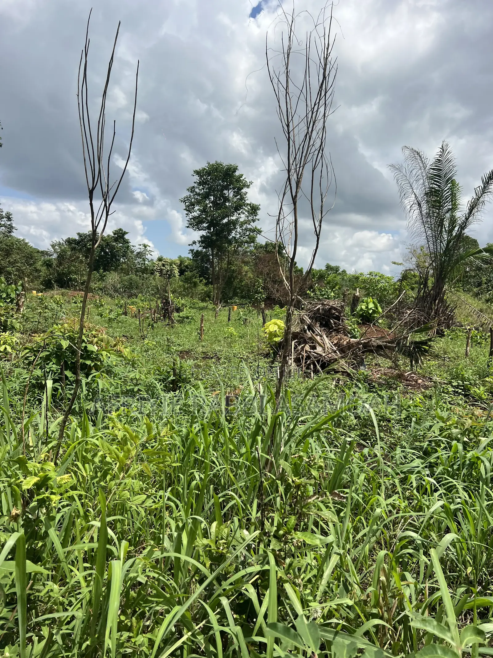 100 by 100 Feet Land for Sale at Kwanhoma Bedaase